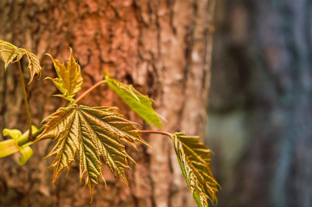 Facts About Brown Maple